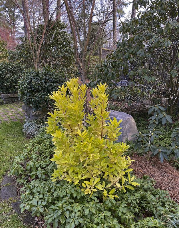 Layers of greens add interest to a winter garden.
